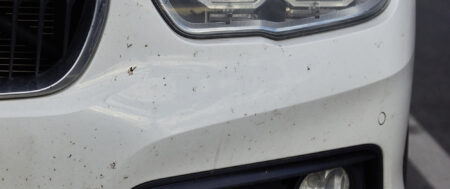 How to Remove Bugs from Your Car in Calgary, Alberta